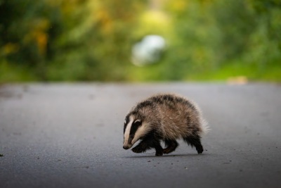 dachs-auf-entdeckungstour-2025-1