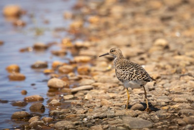 kampflaeufer-an-der-bucht-2024-1