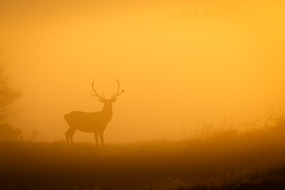 rotwild-hirsch-im-nebel-2025-1