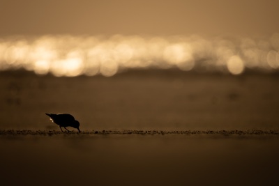 sanderling-mit-bokeh-2025-1